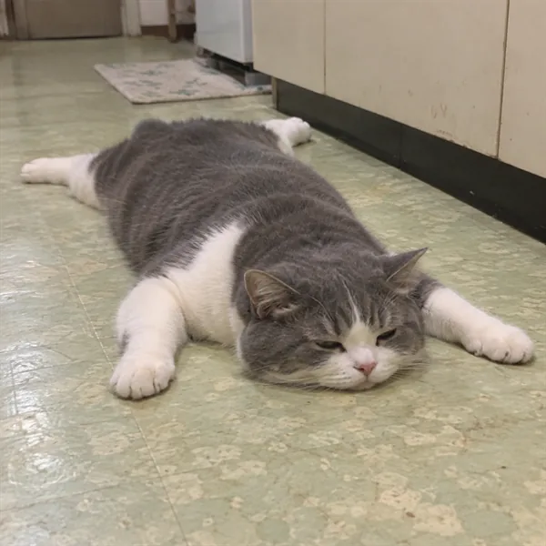 고양이 사진 012