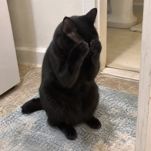 고양이 사진 030
