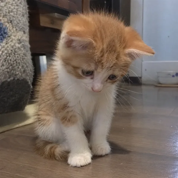 고양이 사진 331