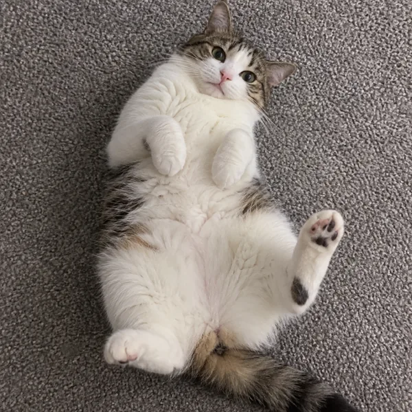 고양이 사진 524