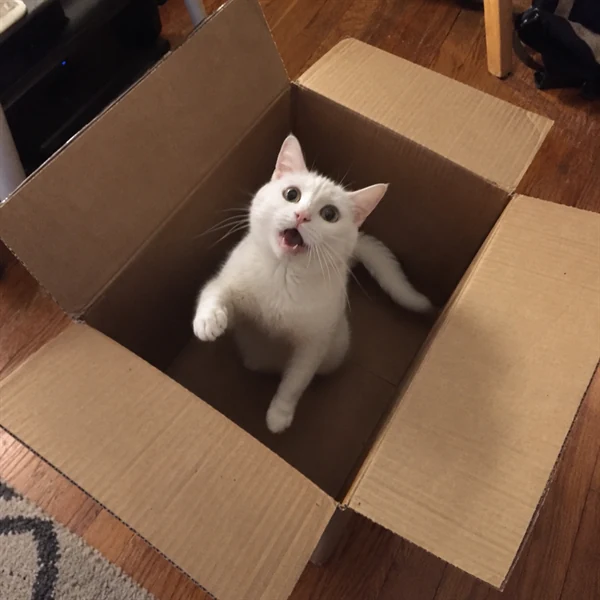 고양이 사진 668