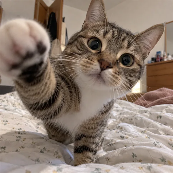 고양이 사진 539