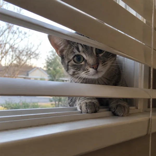 고양이 사진 231