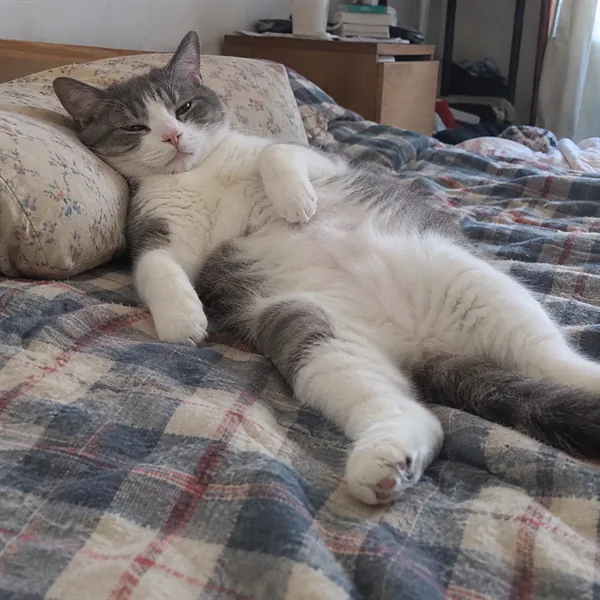 고양이 사진 052