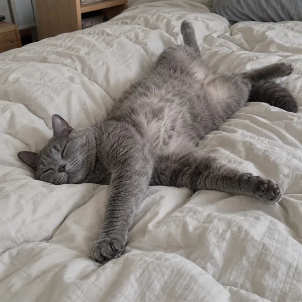 고양이 사진 186