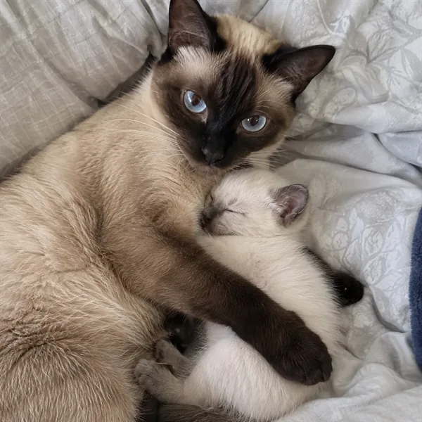 고양이 사진 477