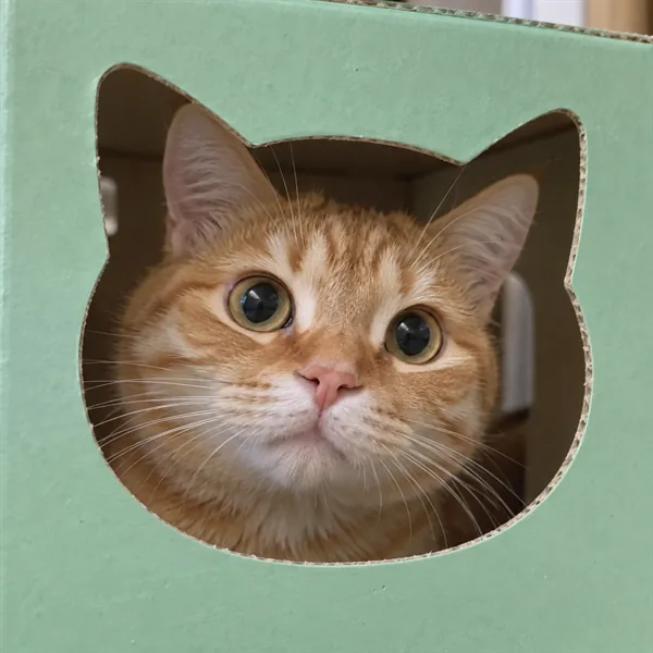 고양이 사진 208