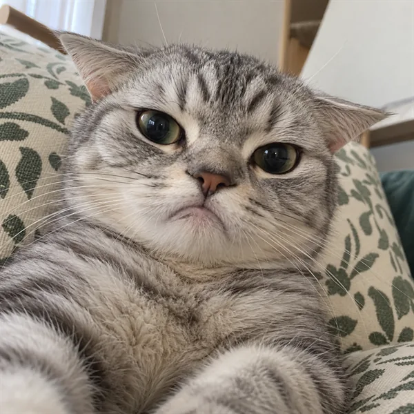 고양이 사진 090