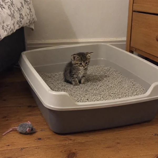 고양이 사진 658