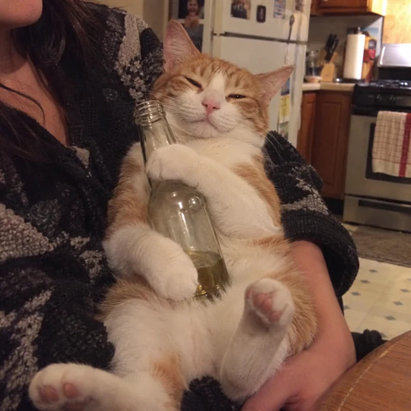 고양이 사진 608