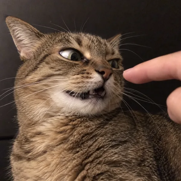 고양이 사진 241