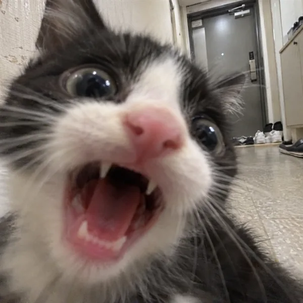 고양이 사진 013