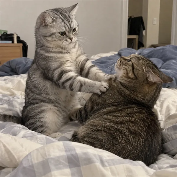 고양이 사진 513