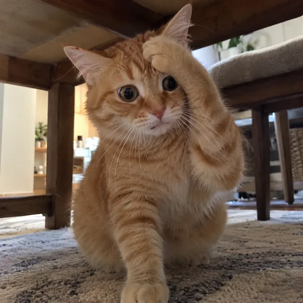 고양이 사진 363