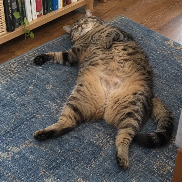 고양이 사진 006
