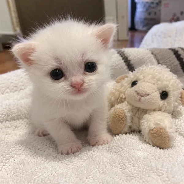 고양이 사진 409