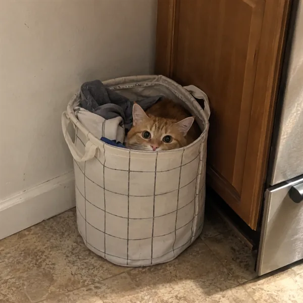 고양이 사진 375