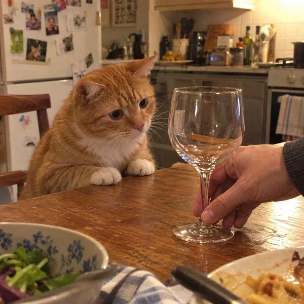 고양이 사진 605