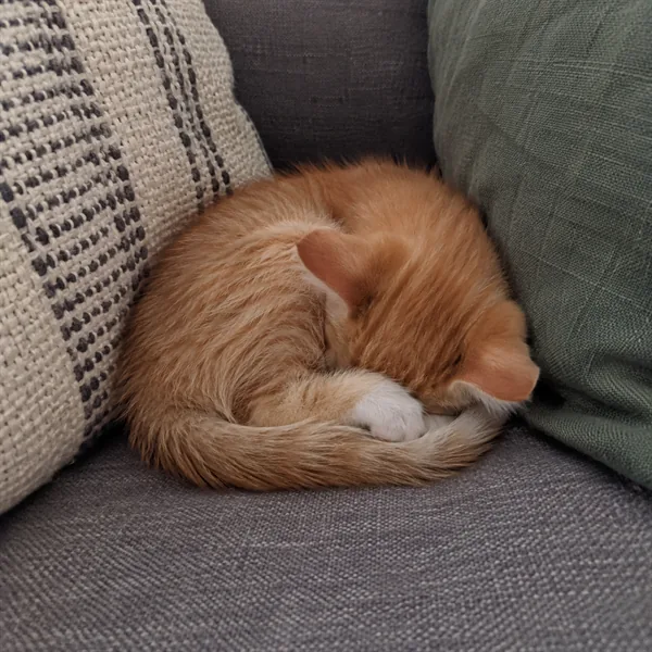 고양이 사진 233