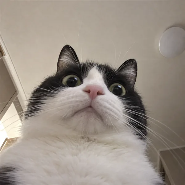 고양이 사진 217