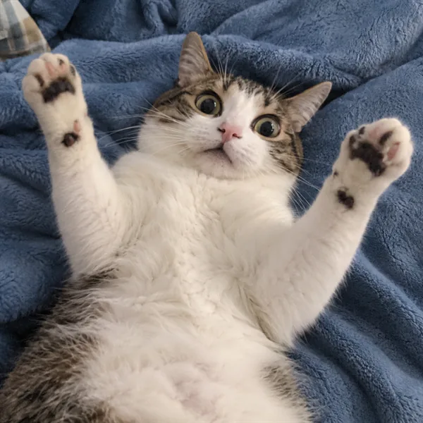 고양이 사진 396