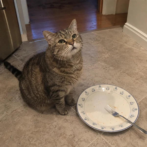 고양이 사진 694