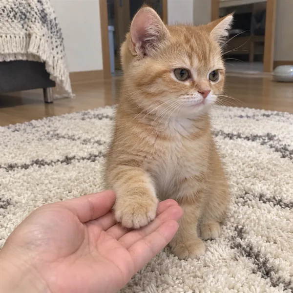 고양이 사진 185