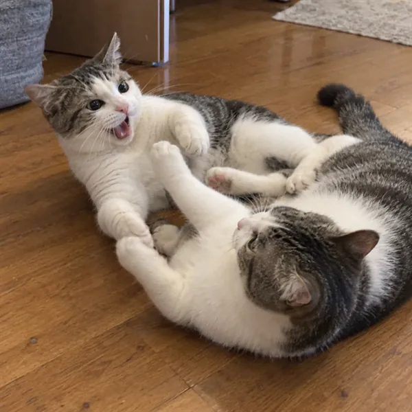 고양이 사진 273