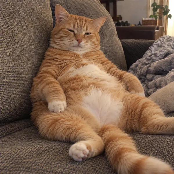 고양이 사진 388