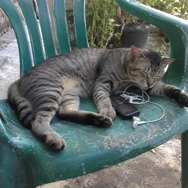 고양이 사진 683