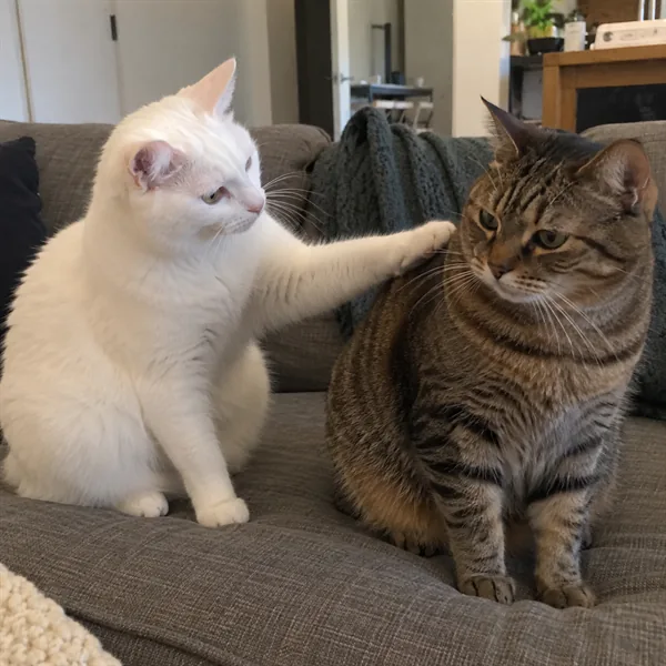 고양이 사진 229