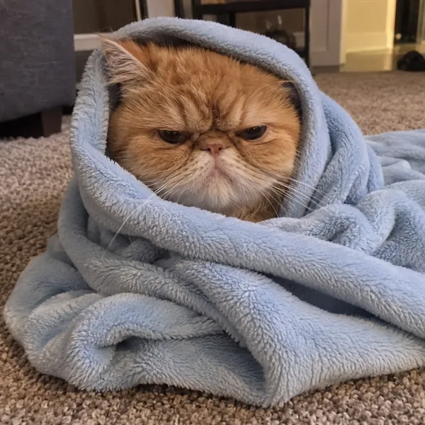 고양이 사진 230