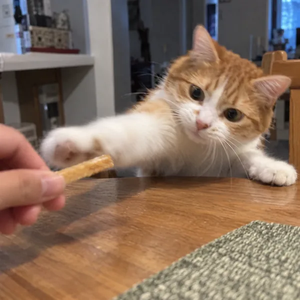 고양이 사진 262