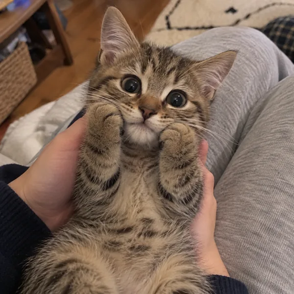 고양이 사진 232