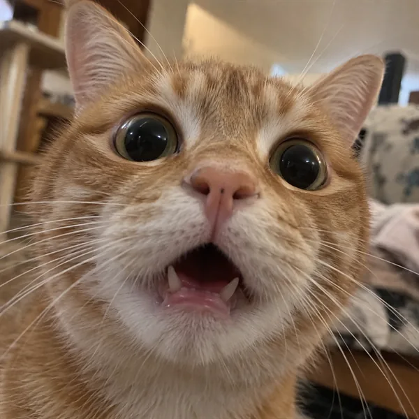 고양이 사진 526
