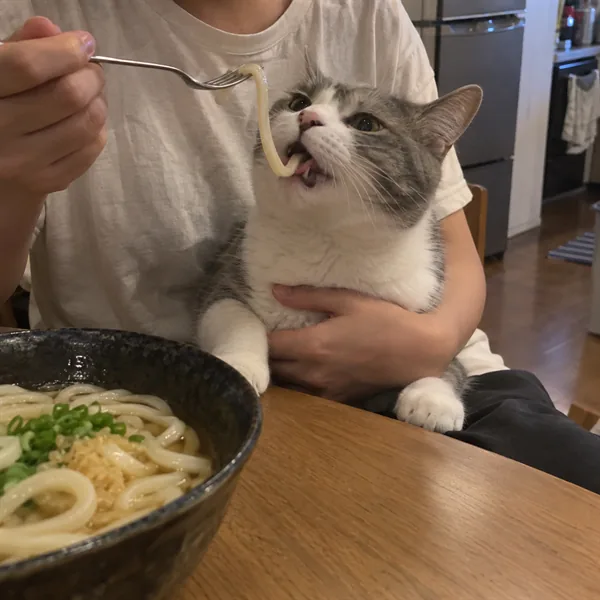 고양이 사진 022
