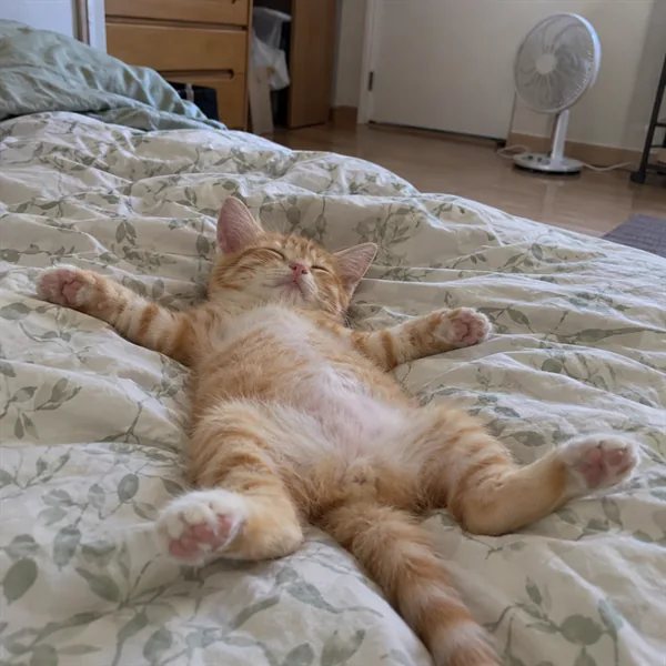 고양이 사진 210