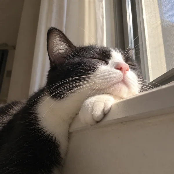 고양이 사진 066