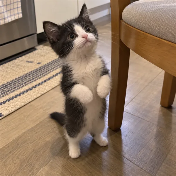 고양이 사진 086