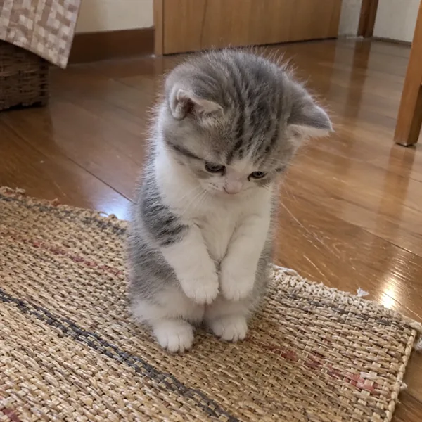 고양이 사진 074