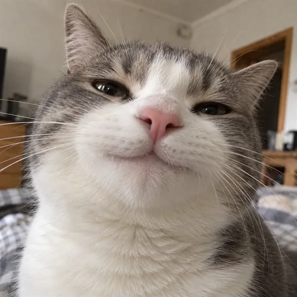 고양이 사진 283