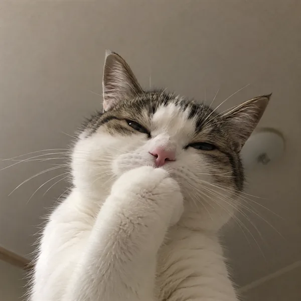 고양이 사진 538