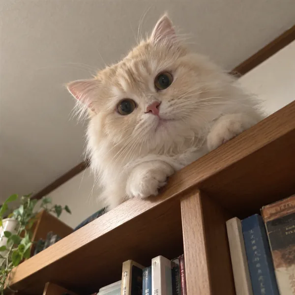 고양이 사진 279