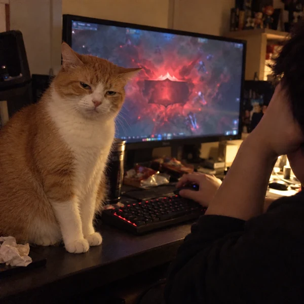 고양이 사진 600