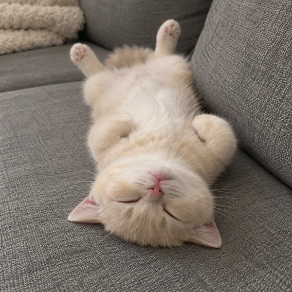 고양이 사진 166