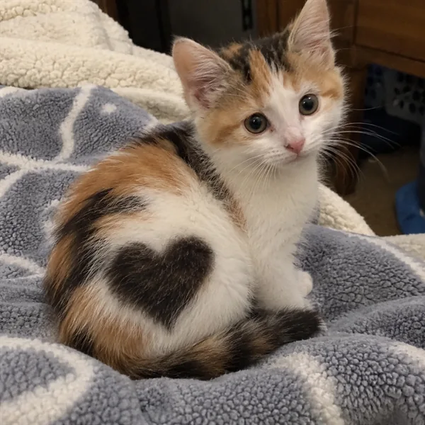 고양이 사진 330