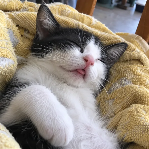 고양이 사진 032