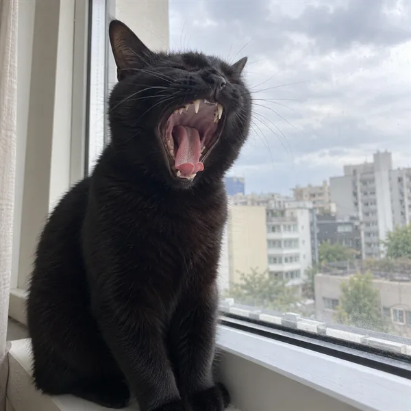 고양이 사진 113