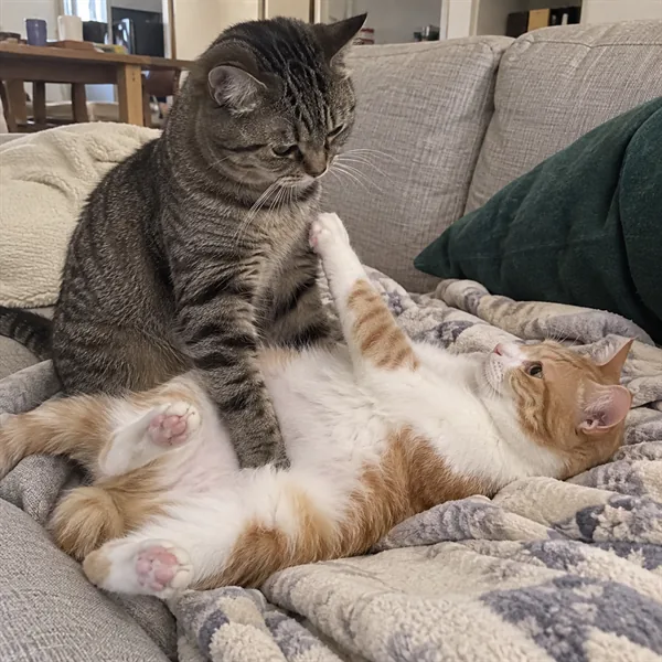 고양이 사진 517