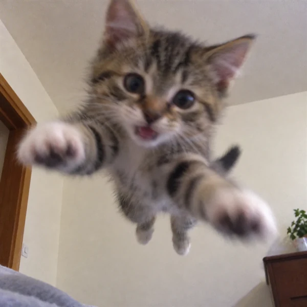고양이 사진 580